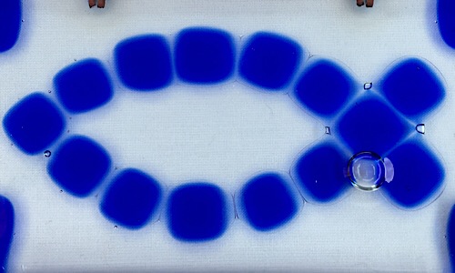 Fish glass pic